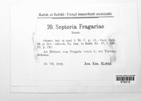Septoria fragariae image